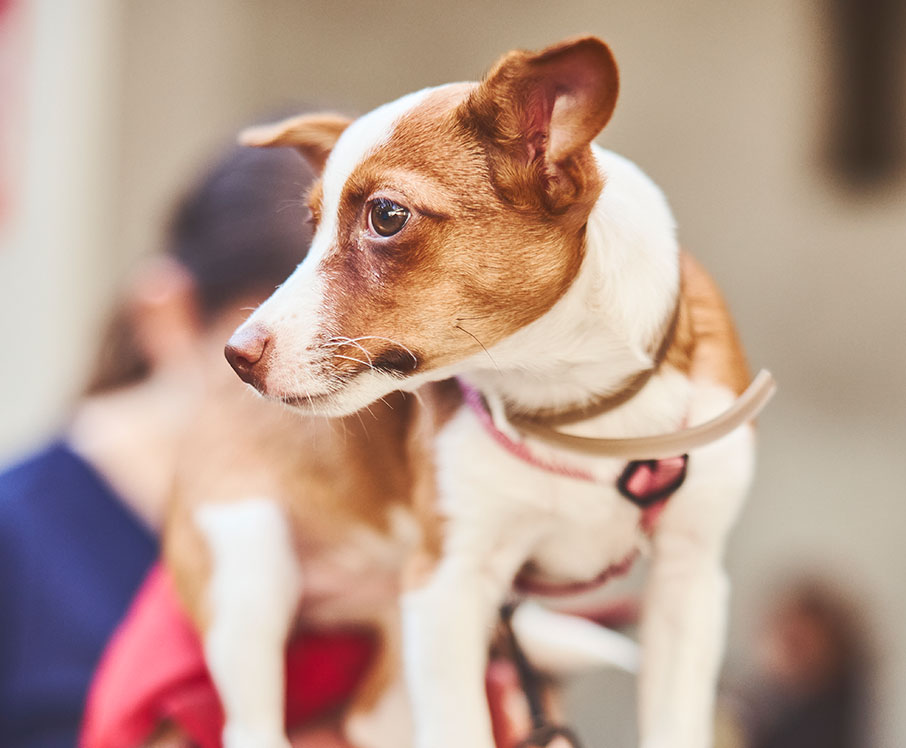 Careers at Mars Veterinary Health