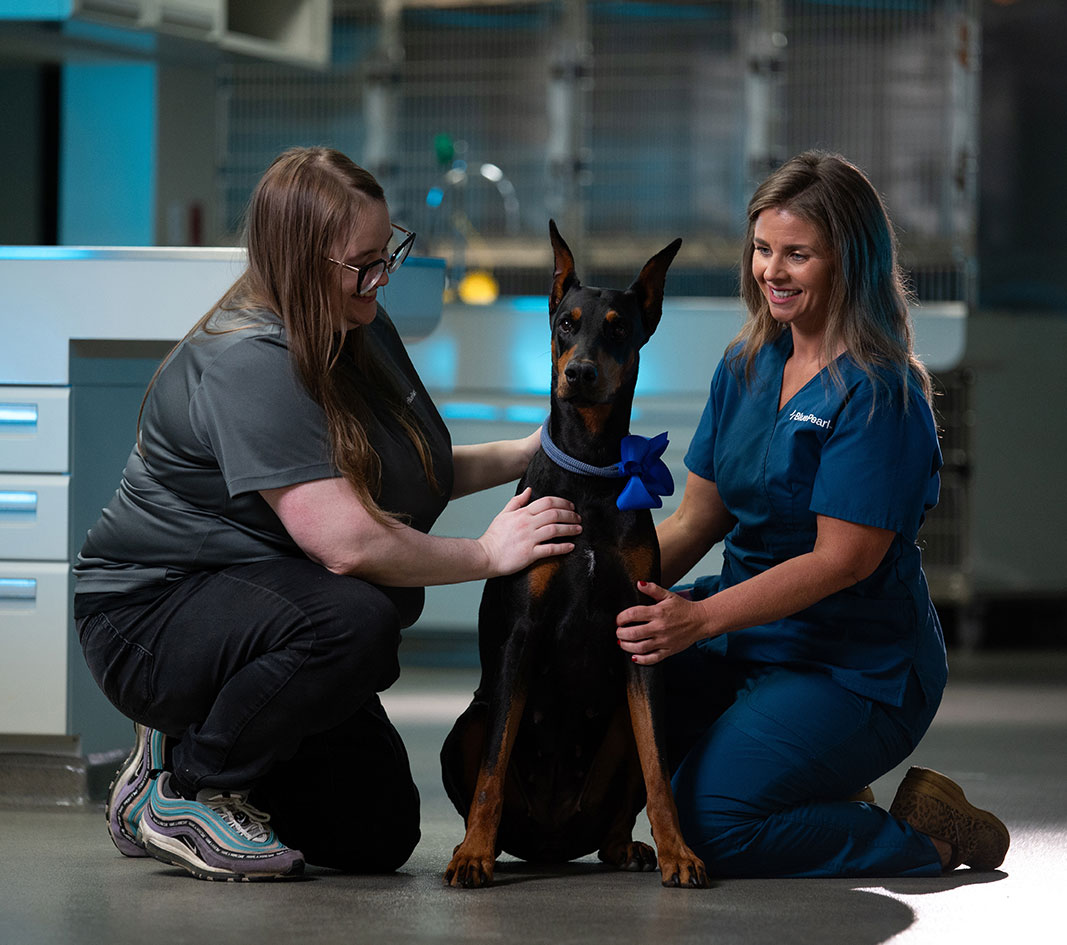 Mars Veterinary Health Advancing Pet Care
