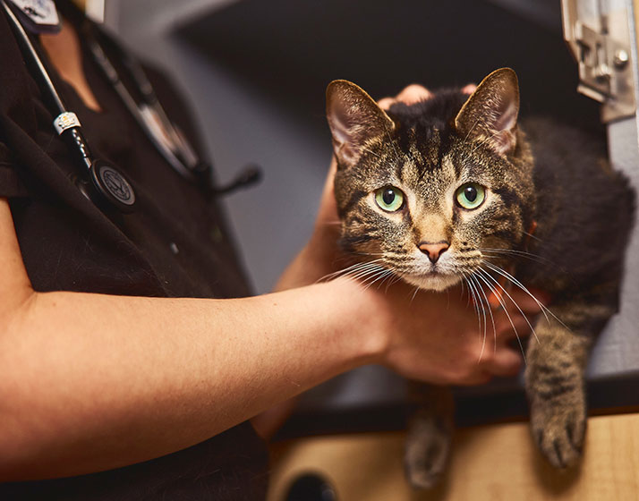 Mars Veterinary Health Giving Back