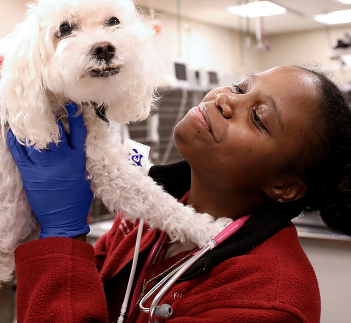Mars Veterinary Health Sustainable Culture of Wellbeing