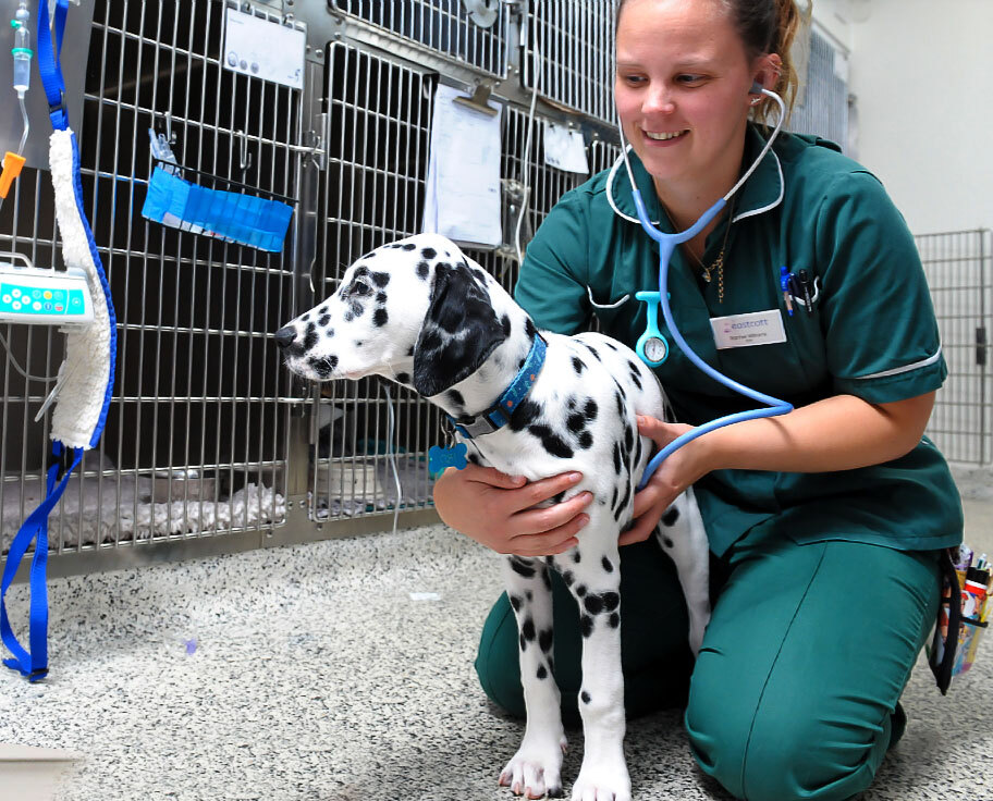 Careers at Mars Veterinary Health