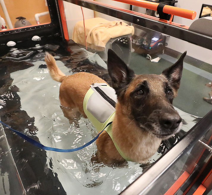 Mars Veterinary Health Data Driven Care and Diagnostics
