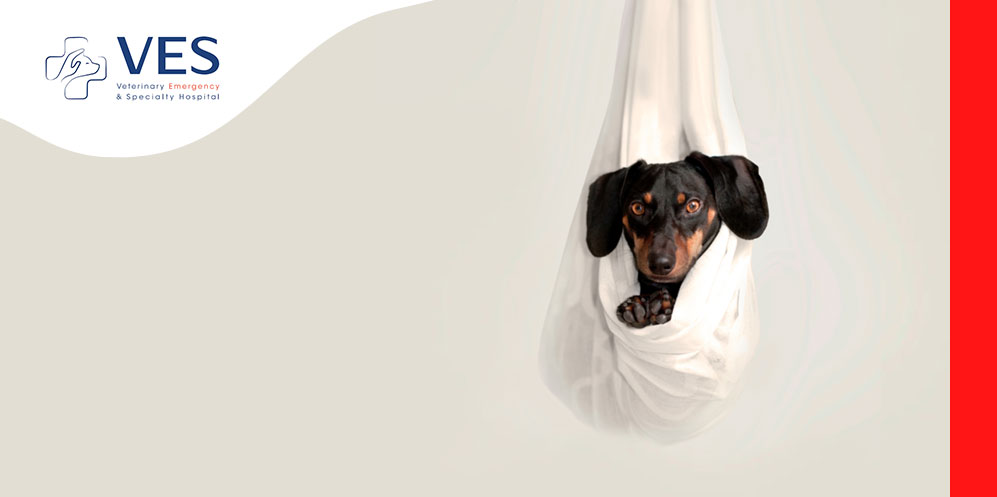 Veterinary Emergency & Specialty (VES) Hospital Singapore
