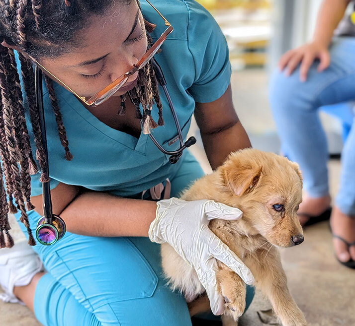 Expanding Access to Veterinary Care for Pets in Need